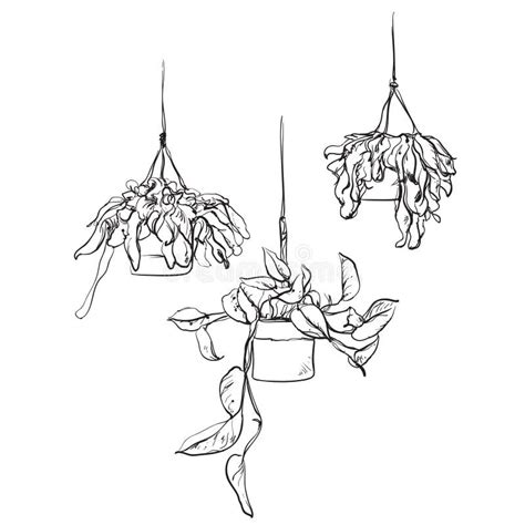 Hanging Plants Inside Pots Vector Design Stock Illustration ...