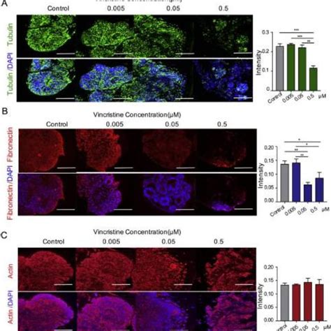 Generation Of Human Ipsc Derived Cerebral Organoids A Schematic