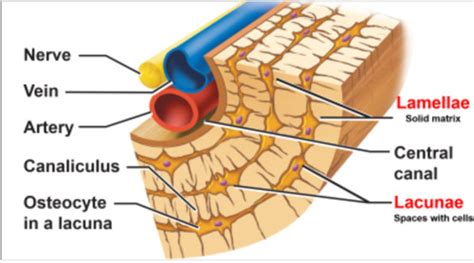 Microscopic anatomy of bone ( Bone tissue ; osteon) Flashcards | Quizlet