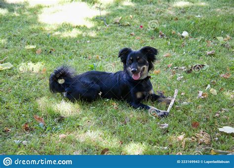 Perro Negro Tendido Sobre La Hierba Con Un Palo Debajo De La Pata