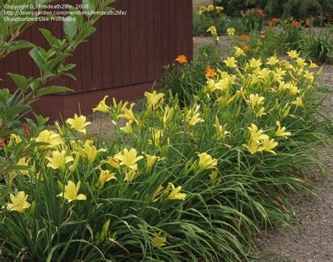 Plantfiles Pictures Daylily Hyperion Hemerocallis By Frmdeath2life