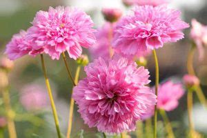 25 Of The Best Cosmos Flower Cultivars Gardeners Path