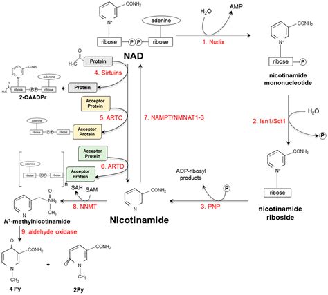 Ijms Free Full Text Niacin In The Central Nervous System An Update