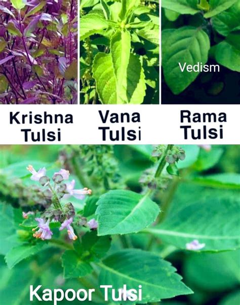 Do You Know There Are Types Of Tulsi In India And Its Benefits Every