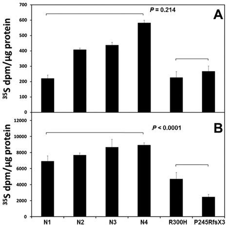 Proteoglycan synthesis in cells incubated in basal medium (A) or in ...