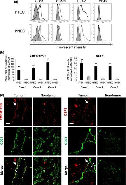 Analysis Of Tmem B And Def Expression In Vitro And In Vivo A