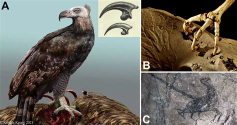 Harpagornis The Largest Eagle That Has Ever Existed