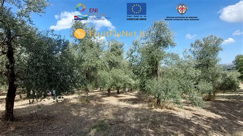 Difesa Degli Oliveti Dalla Mosca Dell Olivo Unimol Unico Partner