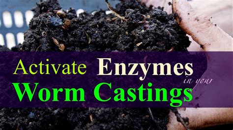 How To Store Worm Castings Without Losing Fertility 2024 Youtube