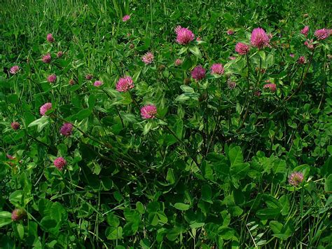 Tr Bol Rojo Trifolium Pratense