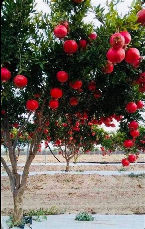 Symbolism of the pomegranate tree | Pomegranate farming, Rose garden ...