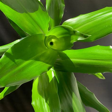 how to care for dracaena fragrans ⋆ Leafy Life