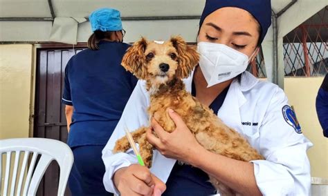 Municipio de Cuenca lanza campaña de esterilización gratuita