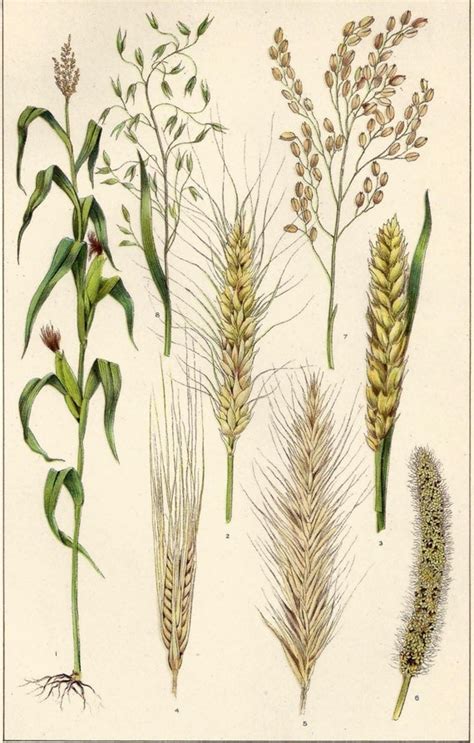 1900s Botanical Print Cereals Grain Corn Wheat Barley Rye