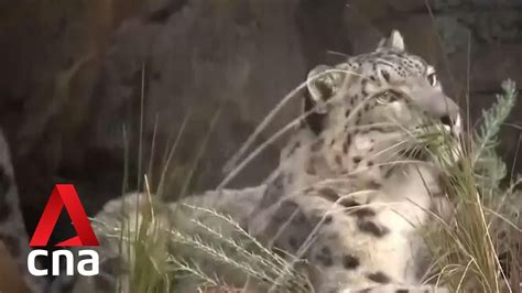 New Zealands Wellington Zoo Welcomes Its First 2 Snow Leopards Youtube