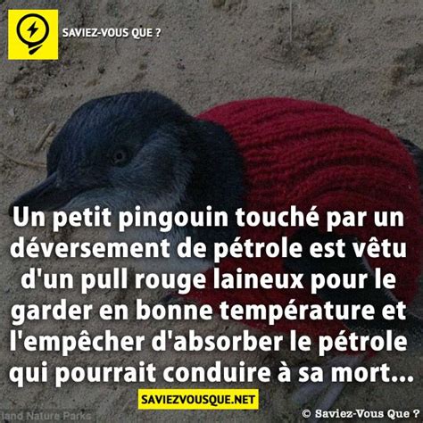 Un petit pingouin touché par un déversement de pétrole est vêtu d un