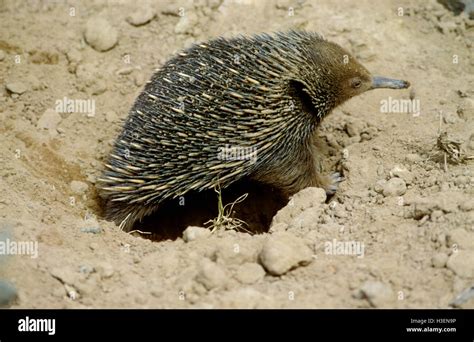 Short Beaked Echidna Tachyglossus Aculeatus Digging In Soil