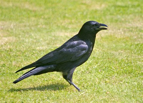Carrion crow – A guide to Irelands protected habitats & species