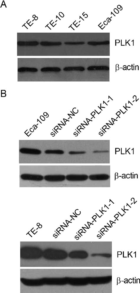 Figure From Downregulation Of Plk By Rnai Attenuates The