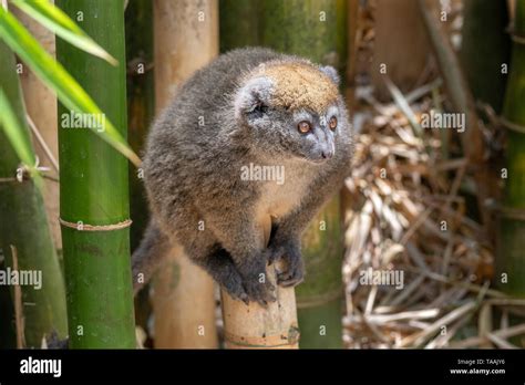 The Eastern Lesser Bamboo Lemur Hapalemur Griseus Also Known As The