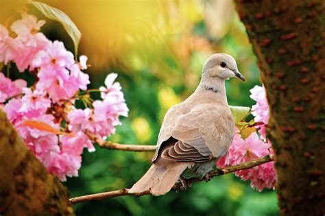 Dove In Blossom April 2017 One Of The Doves Which Regularly Visit