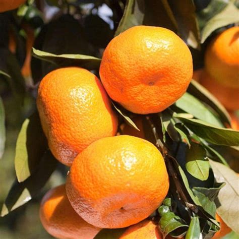 Satsuma Tangerine Trees for Sale | Garden Goods Direct