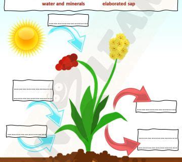 Photosynthesis Smile And Learn English Printables Fun Learn