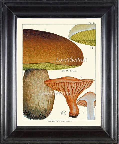 Mushroom Art Print 8 Beautiful Antique Large Mushrooms Summer Garden Botanical Home Room Wall