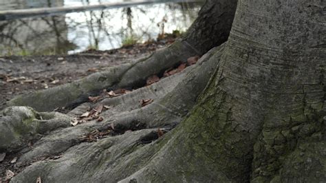 Free Images Nature Forest Branch Wood Leaf Trunk Old Bark