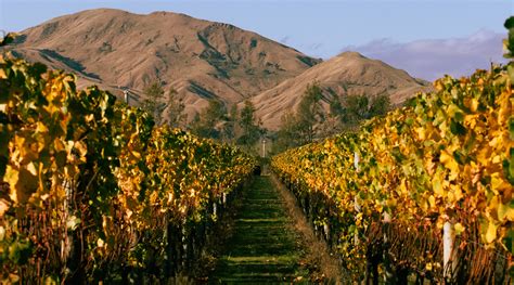 Get to know the story behind Butterworth Estate, the Martinborough vineyard fusing tradition and ...