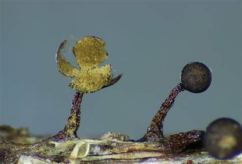 Hemitrichia Velutina From Birralee TAS 7303 Australia On September 10