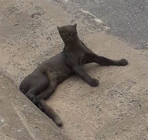 Gato Selvagem Conhecido Como Gato Mourisco Encontrado Ferido Na Mg