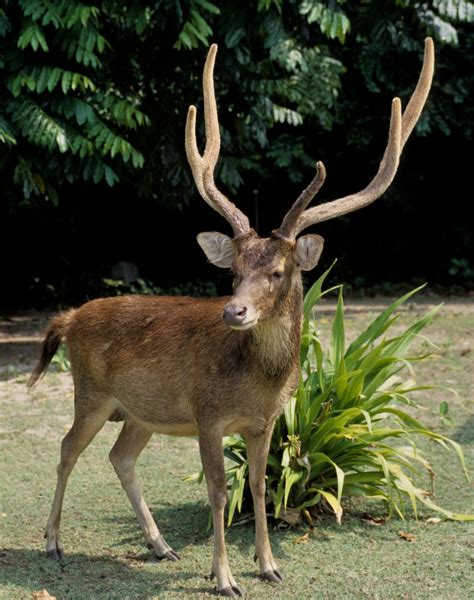 genus rusa coke smith wildlife