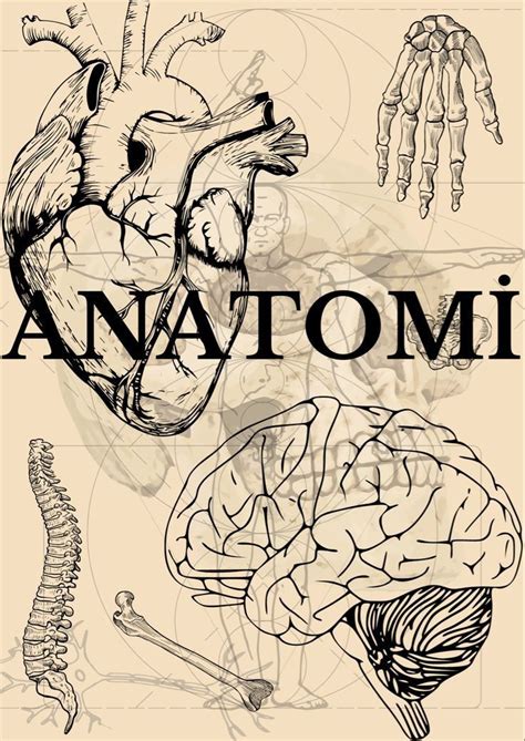 Pin By Heidi Heymann On Lernzettel Medical Drawings Medical Posters