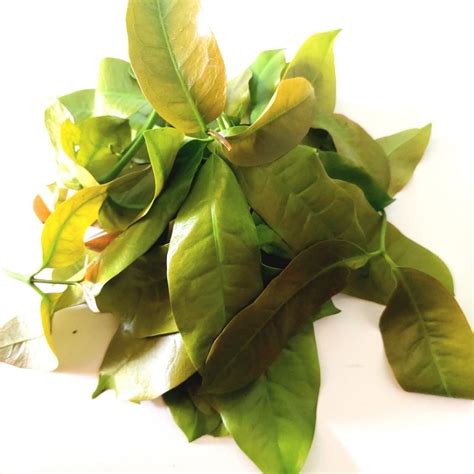 Jual Daun Melinjo Daun So Segar Per Ikat 200 Gr Shopee Indonesia