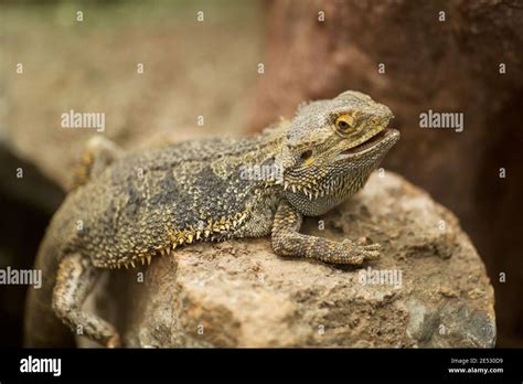 El Drag N Barbudo Central Pogona Vitticeps Tambi N Conocido Como El