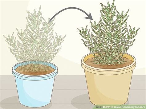 How to Grow Rosemary Indoors (with Pictures) - wikiHow