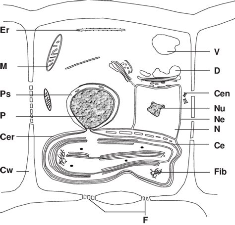 Brown Algae Under Microscope Labeled