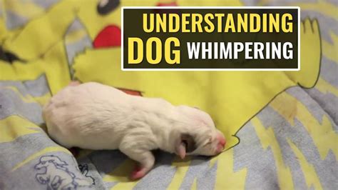 Understanding Dog Whimpering - Why Pups Do It? - Petmoo