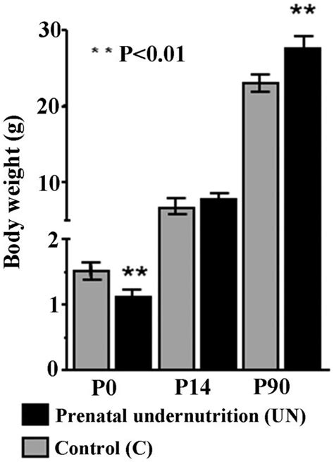 Representation Of Body Weight In Prenatal UN Vs C Groups On Postnatal