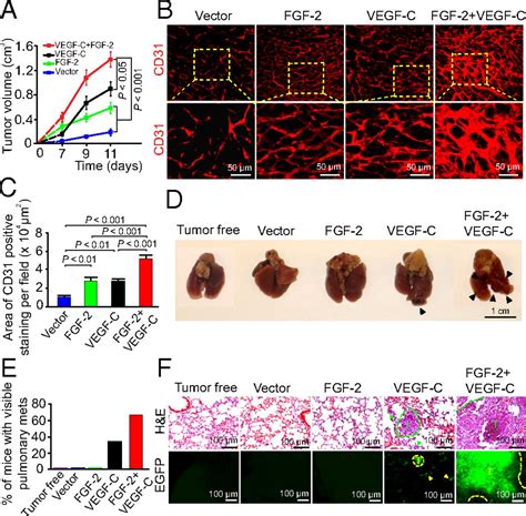 Collaborative Interplay Between Fgf And Vegf C Promotes