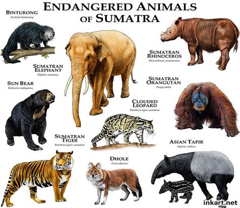 Endangered Animals Of Sumatra Artofit