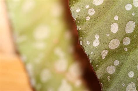 Premium Photo A Leaf With White Spots On It And The Edges Of The Leaf