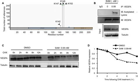 S Adenosylmethionine Administration Inhibits Levodopa Induced Vascular