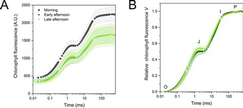 Fast Chlorophyll A Fluorescence Transients Of Selaginella Martensii