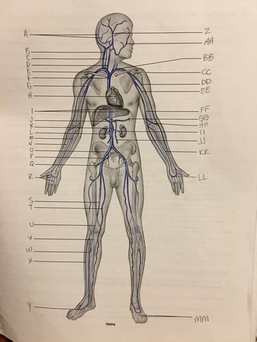 Veins Flashcards Quizlet