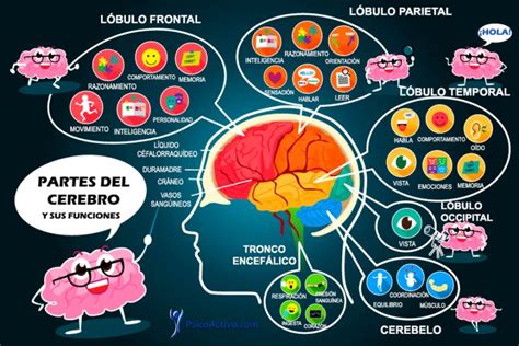 C Mo Funciona El Cerebro La Anatom A Del Cerebro Anatomia Del