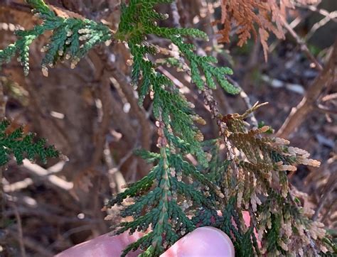 Cedar Tree Disease Identification Normand Packard