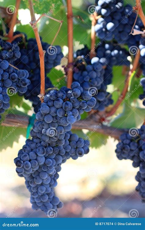 Videiras Carregadas Com As Uvas Do Syrah Foto De Stock Imagem De