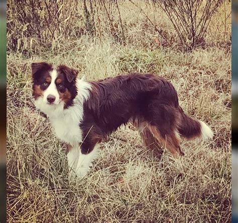 Winston The Bordercollie Winston Oh No Just My Lovely Cute Pets